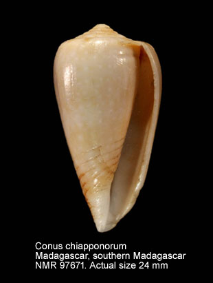 Conus chiapponorum.jpg - Conus chiapponorum Lorenz,2004